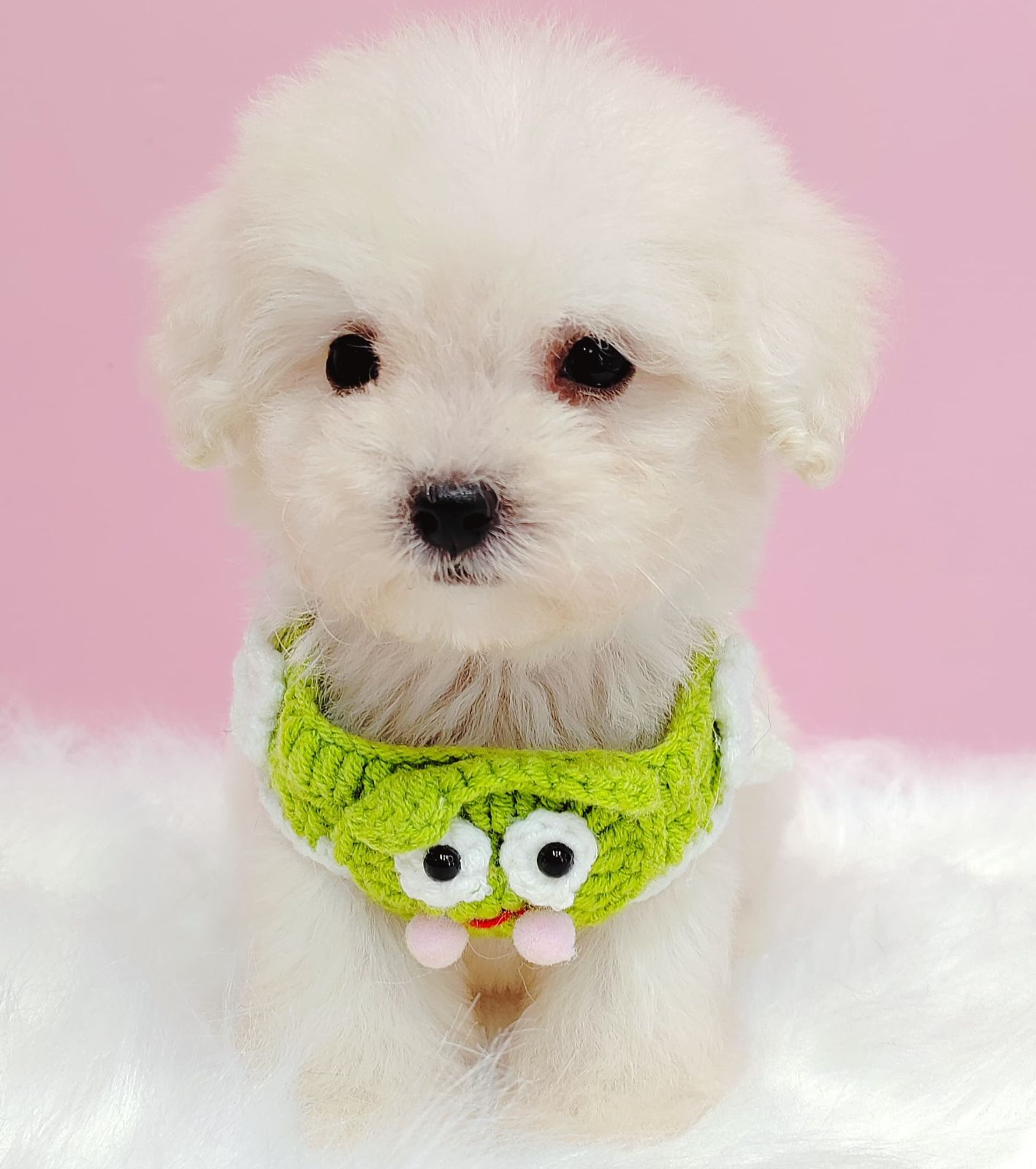 Maltipoo 马尔泰迪