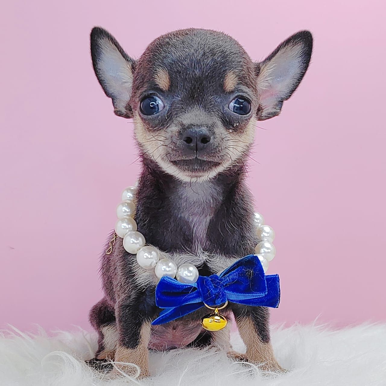 Chihuahua 吉娃娃