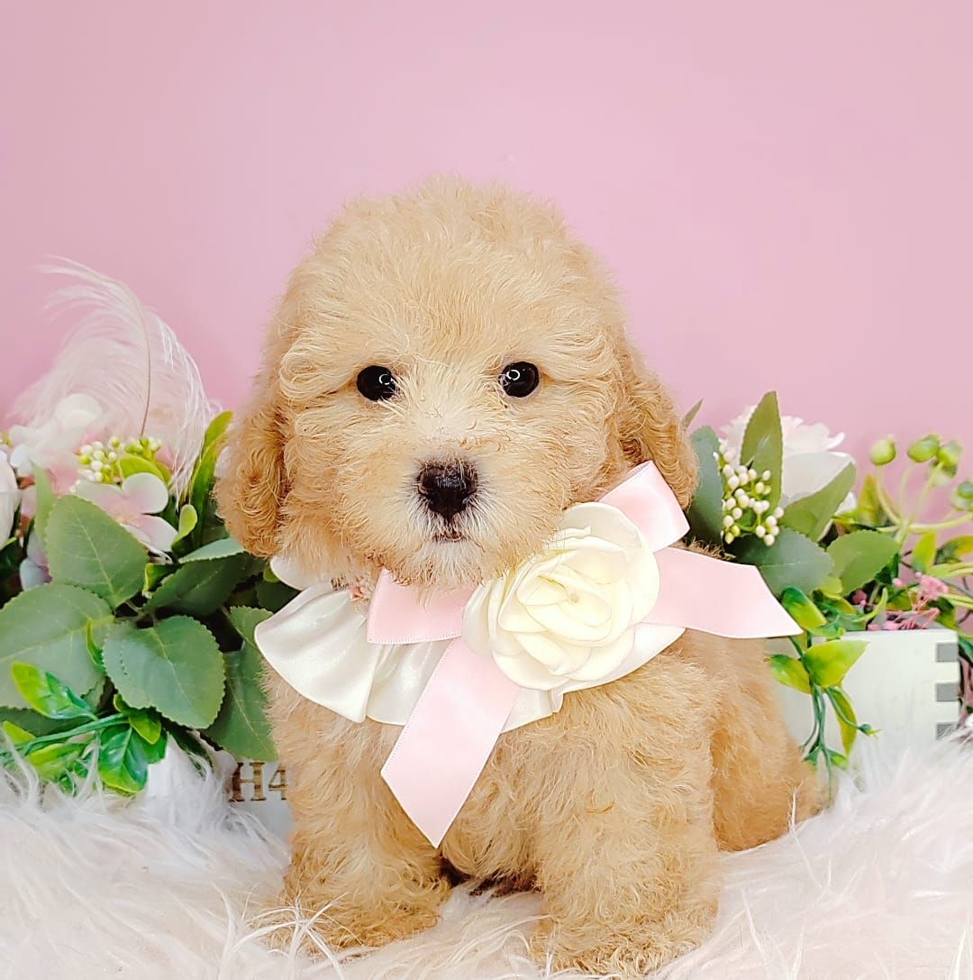 Poodle 娉拌开璐靛