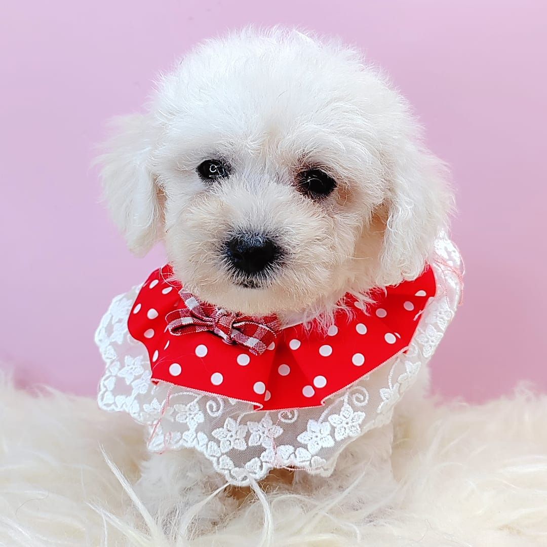 Maltipoo 马尔泰迪