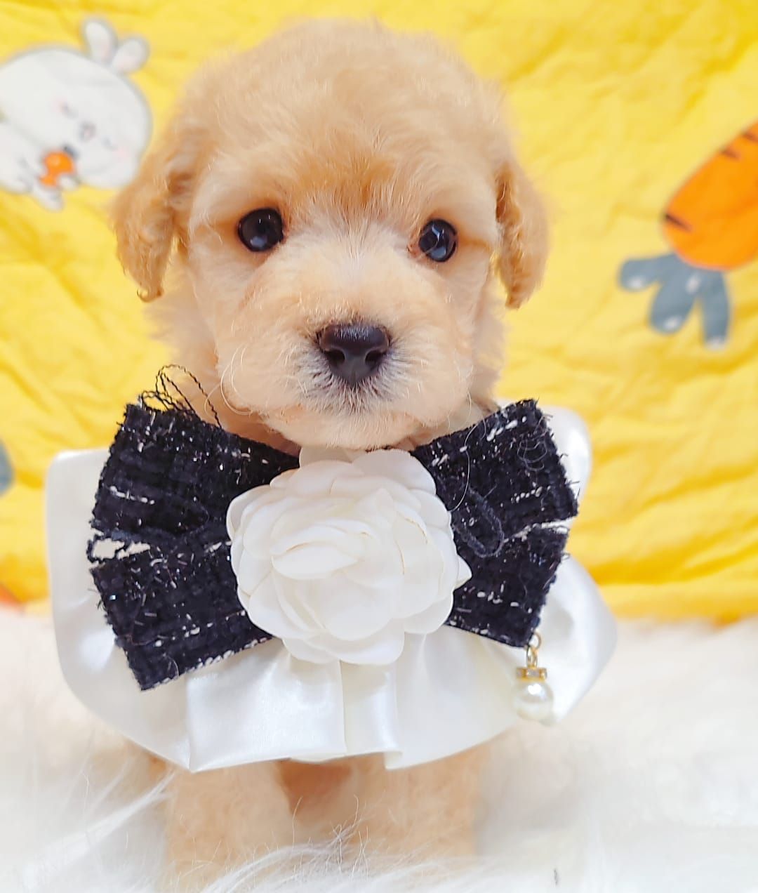 Maltipoo 马尔泰迪