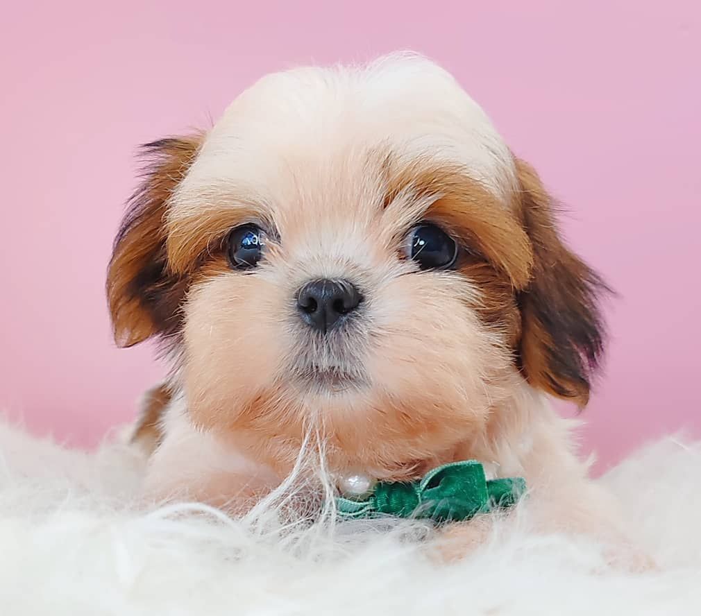 Shih Tzu 西施