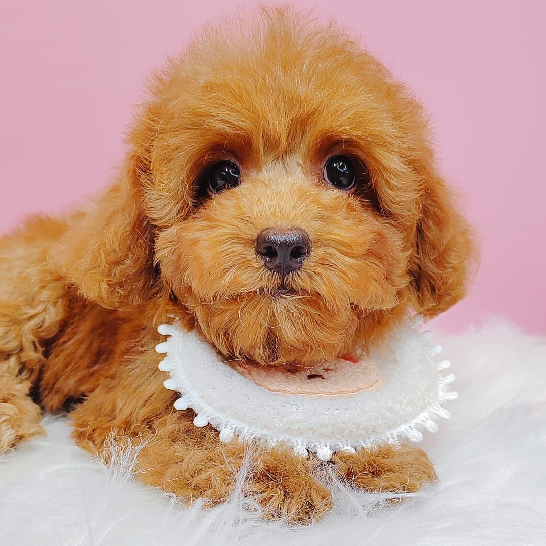 Poodle 娉拌开璐靛