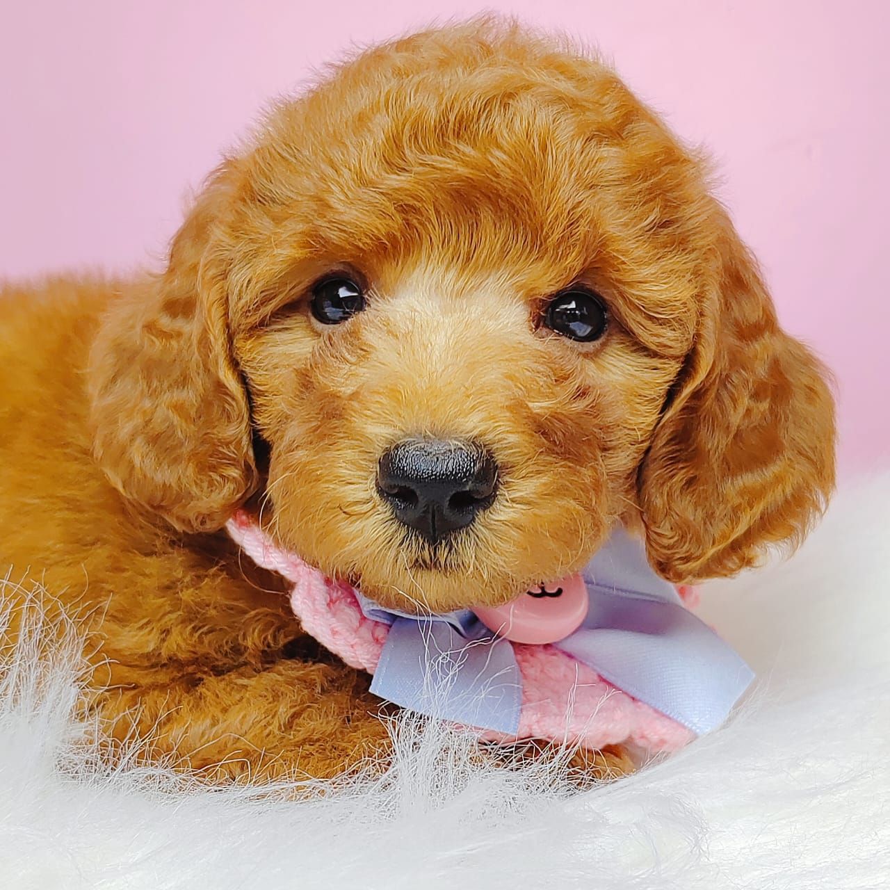 Poodle 娉拌开璐靛