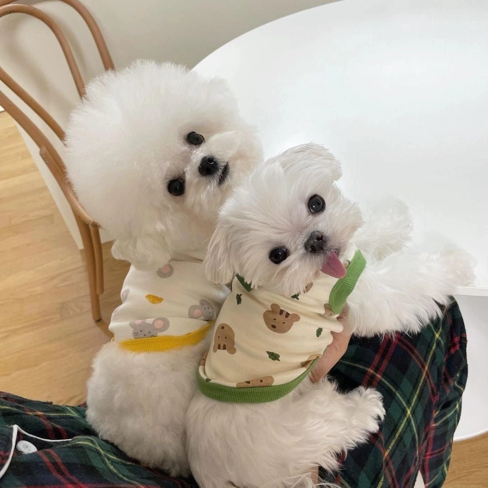 Pet Cute Design Shirt Dog Clothes Pet Clothing Cat Clothes Baju Kucing 狗狗可爱打底衫 老鼠造型 可爱狗狗衣服 宠物服装 可爱猫咪衣服