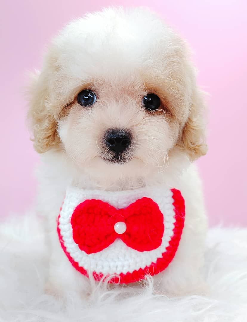 Maltipoo 马尔泰迪