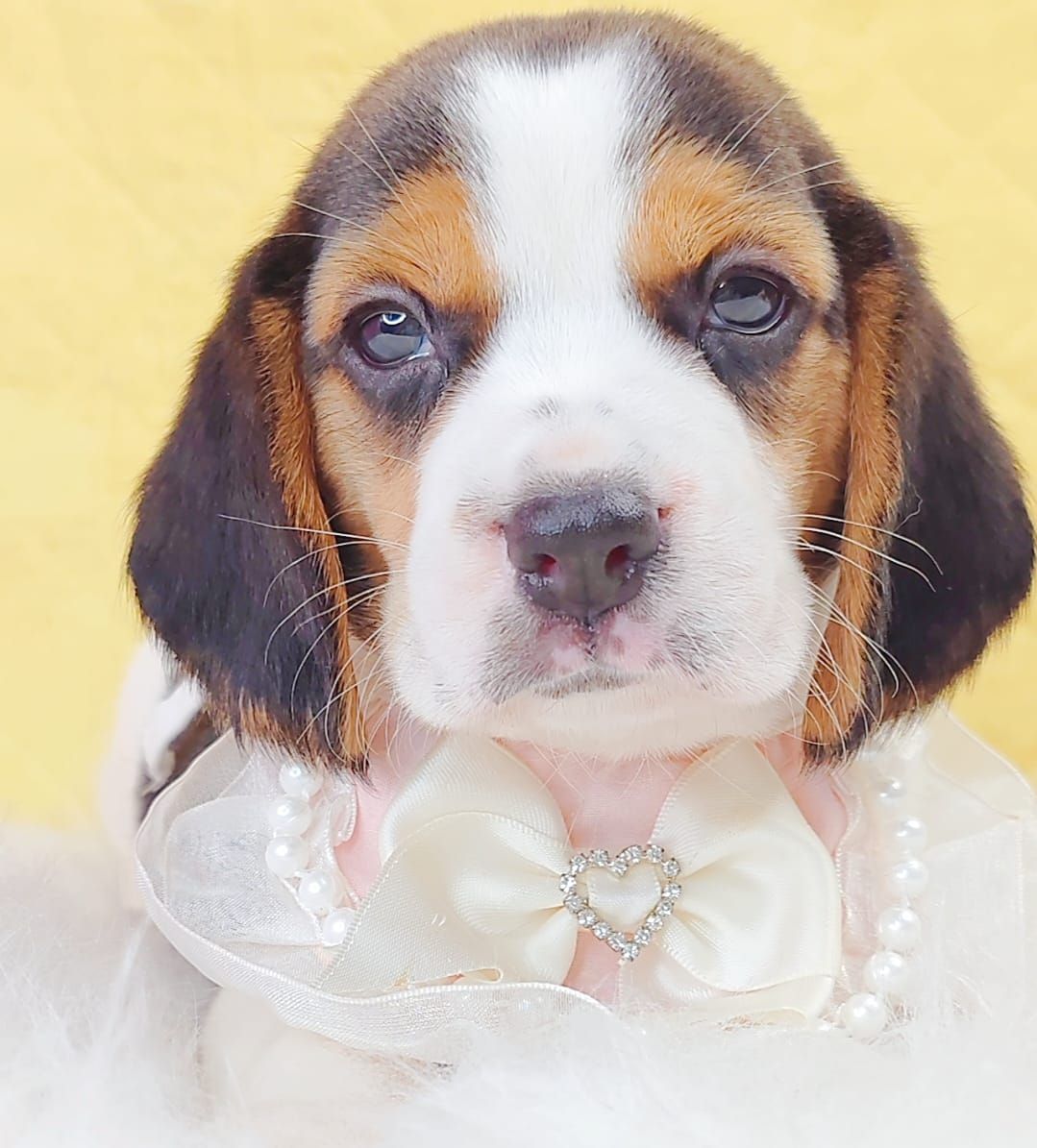 Beagle 米格鲁