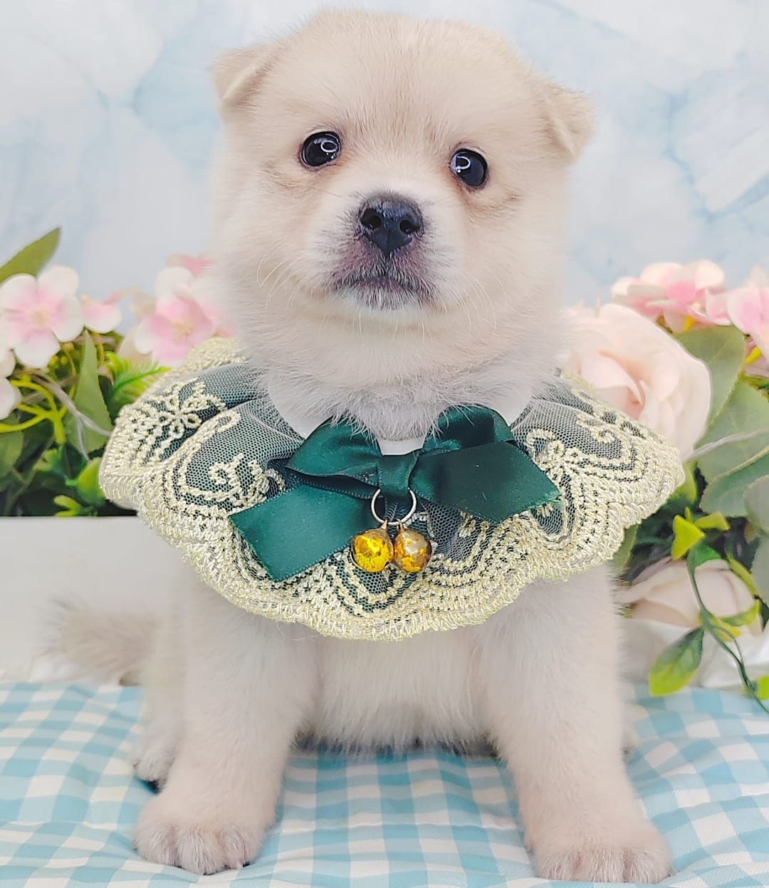 Pomsky 博士奇