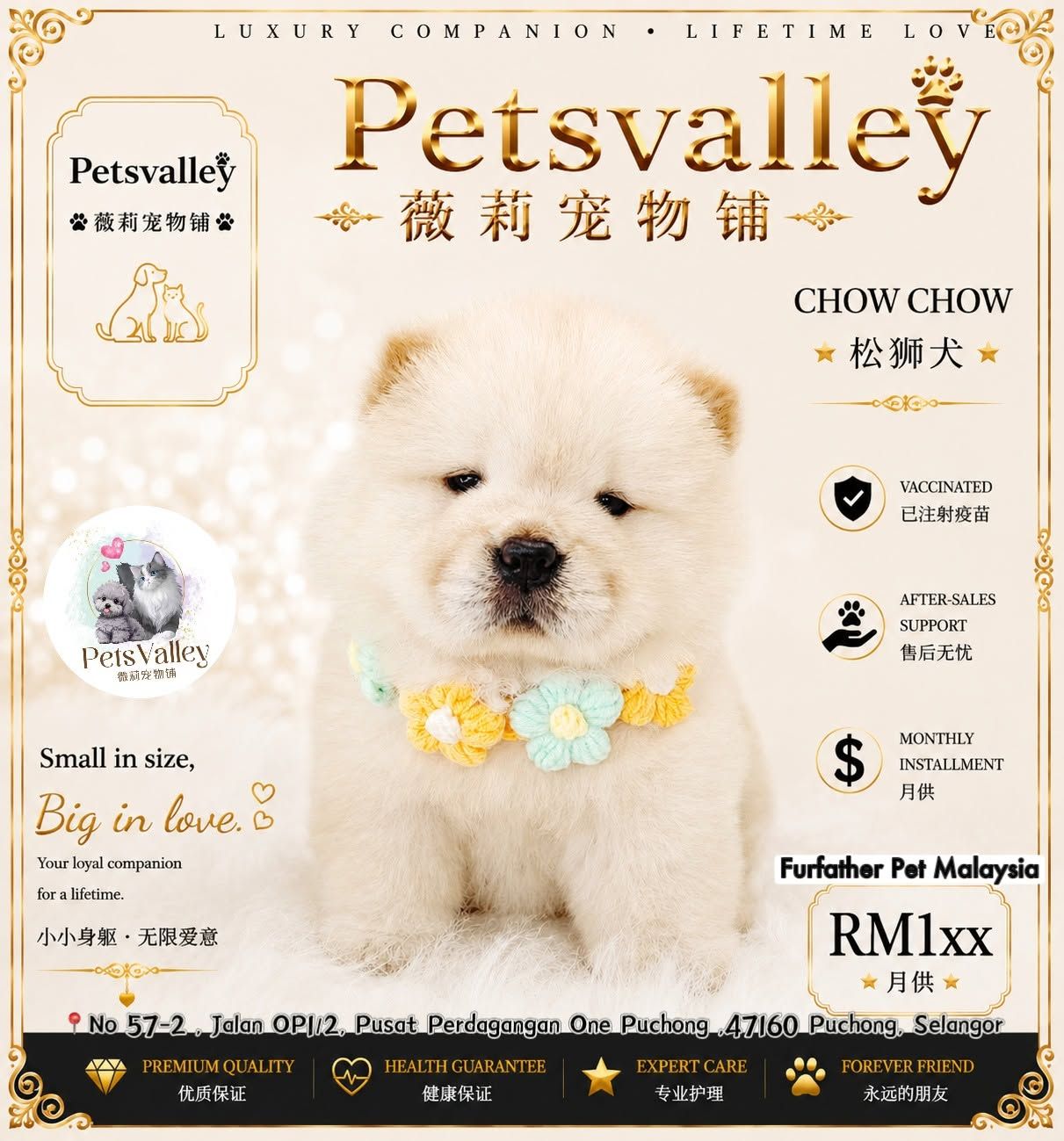 Chow Chow 松狮犬