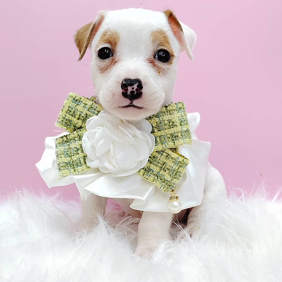 Jack Russell Terrier 杰克罗素梗