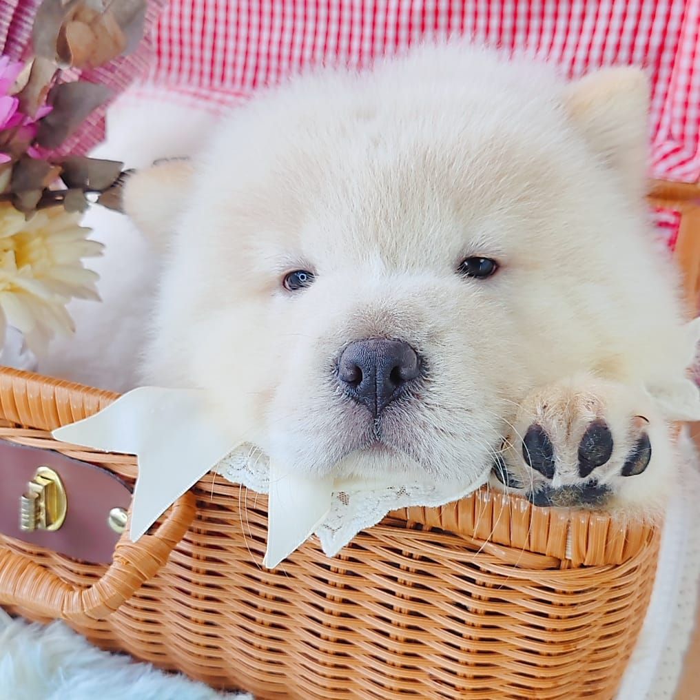 Chow Chow 松狮犬