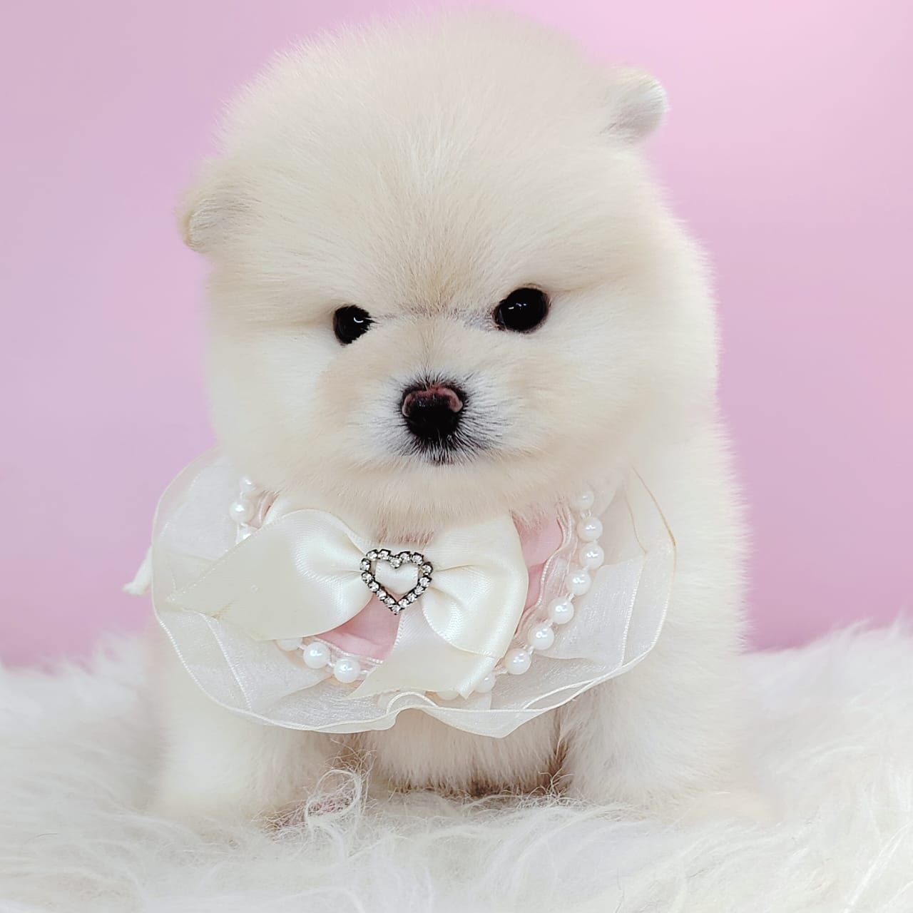 Pomeranian 博美