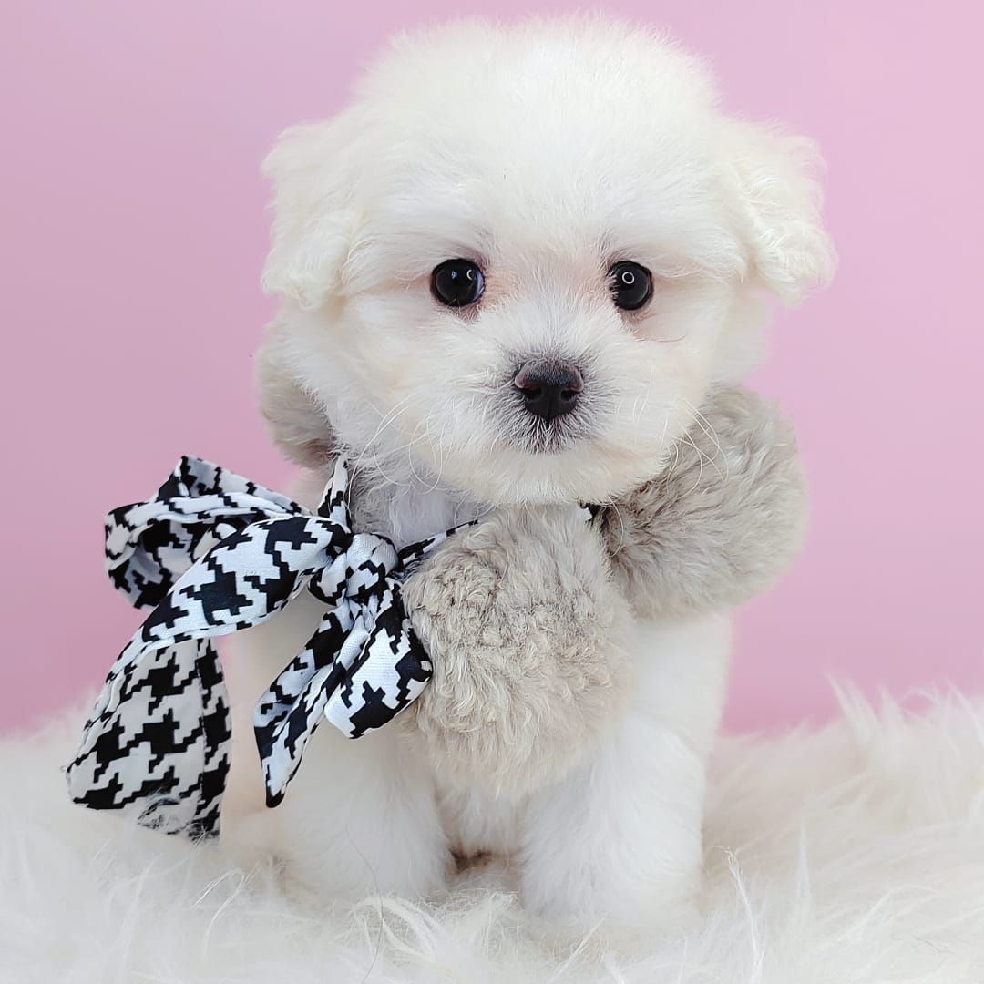 Maltipoo 马尔泰迪
