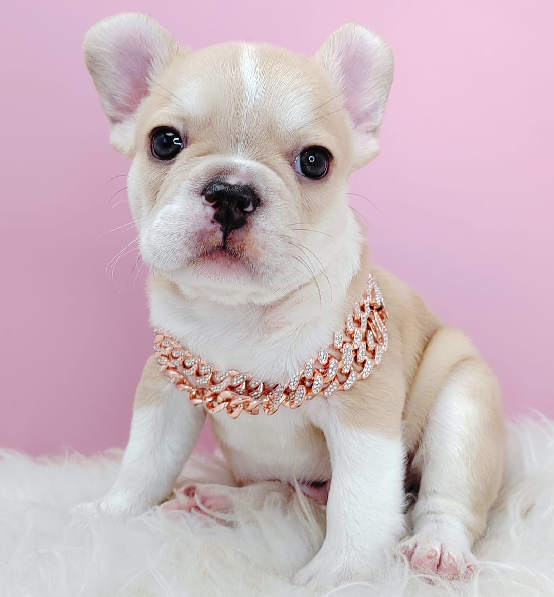 French Bulldog 法斗
