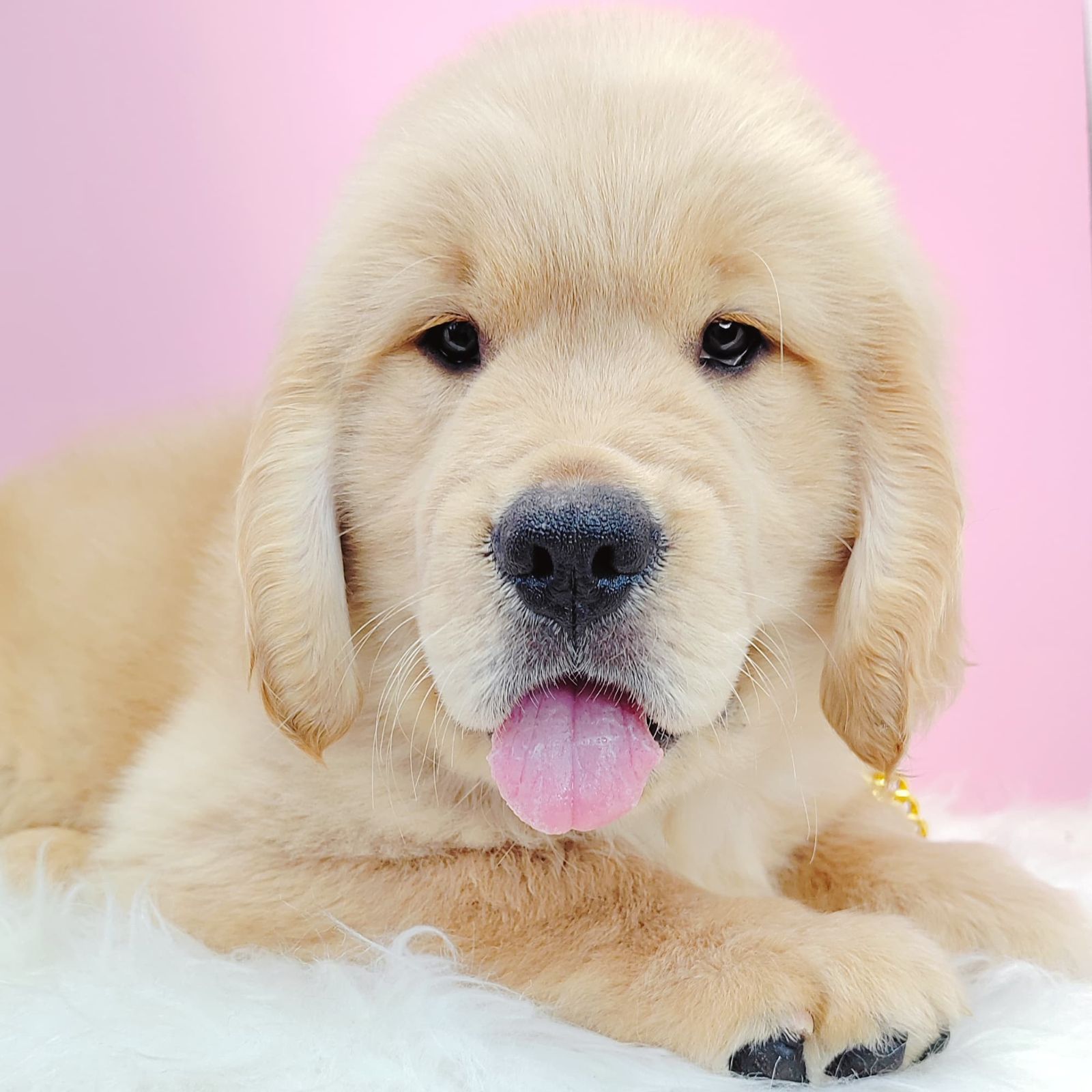 Golden Retriever 黄金猎犬