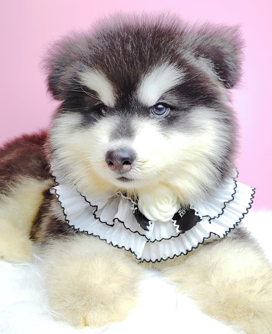 Wooly Alaskan 长毛哈士奇