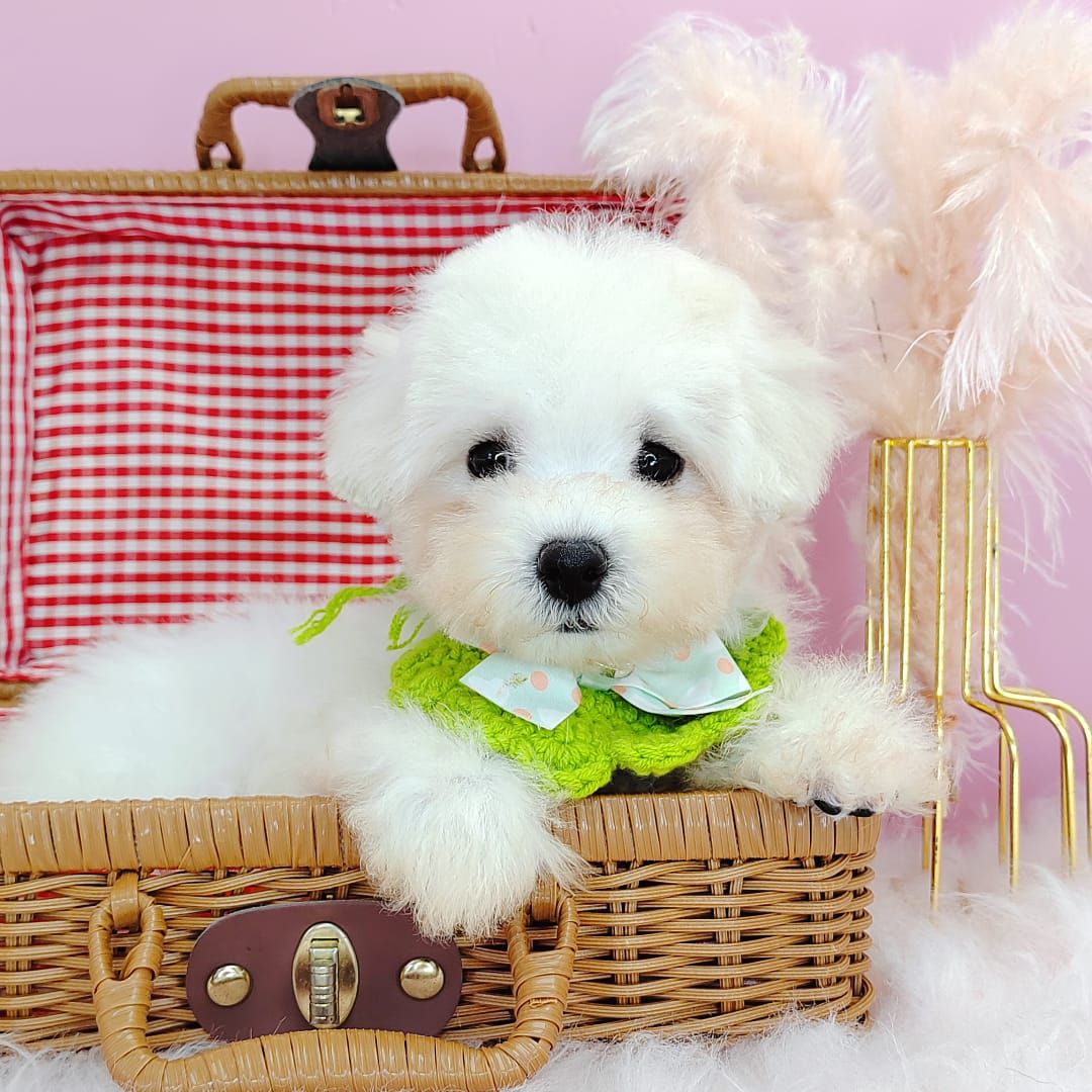 Maltipoo 马尔泰迪