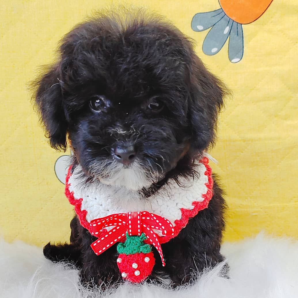 Poodle 娉拌开璐靛