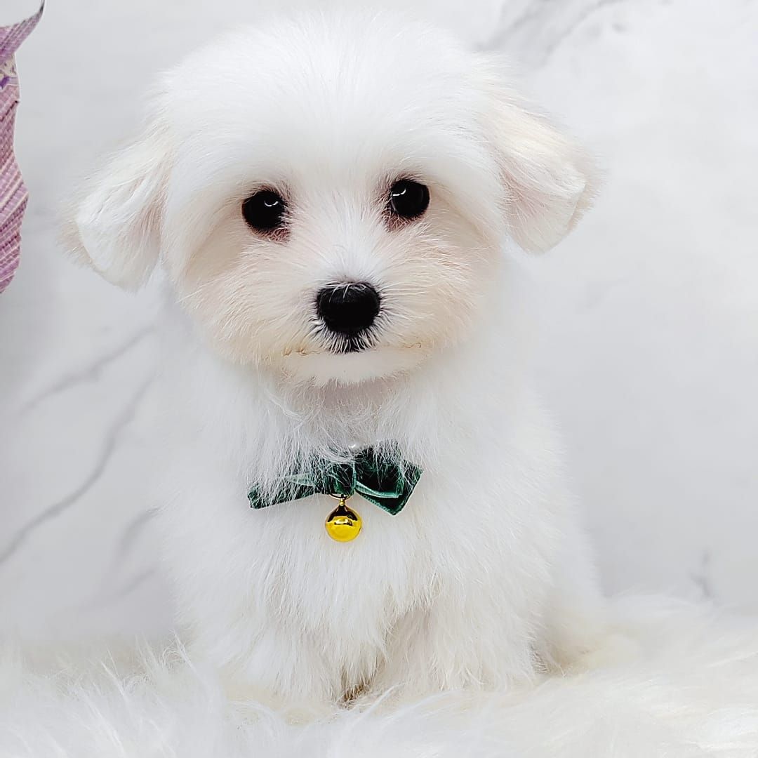 Maltipoo 马尔泰迪