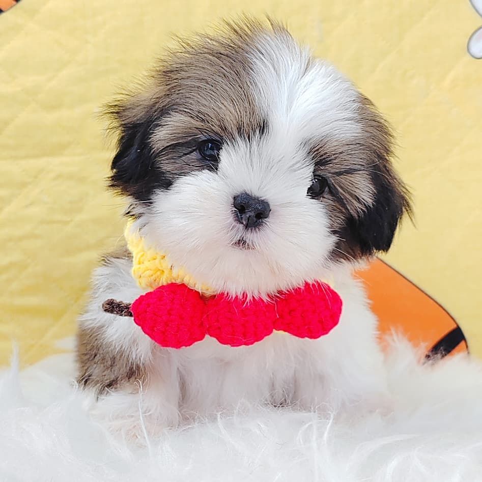 Shih Tzu 西施