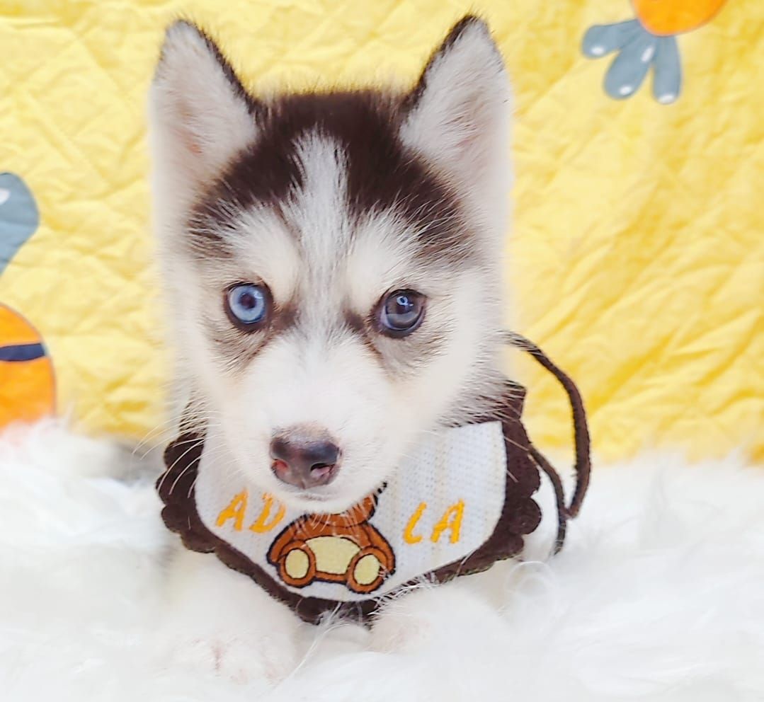 Pomsky 博士奇