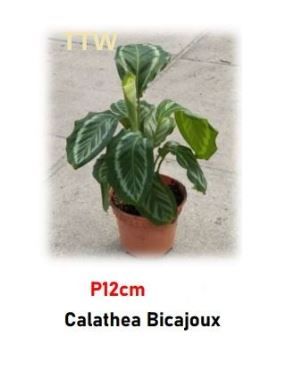 Calathea Bicajoux for Sale | Deeply Textured Live Prayer Plant (P12cm)