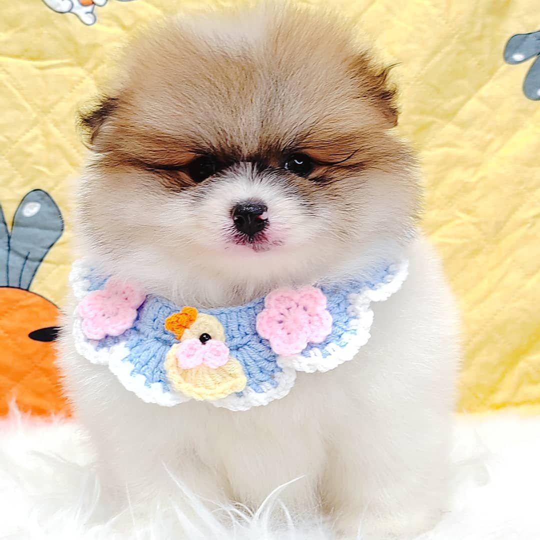 Pomeranian 博美