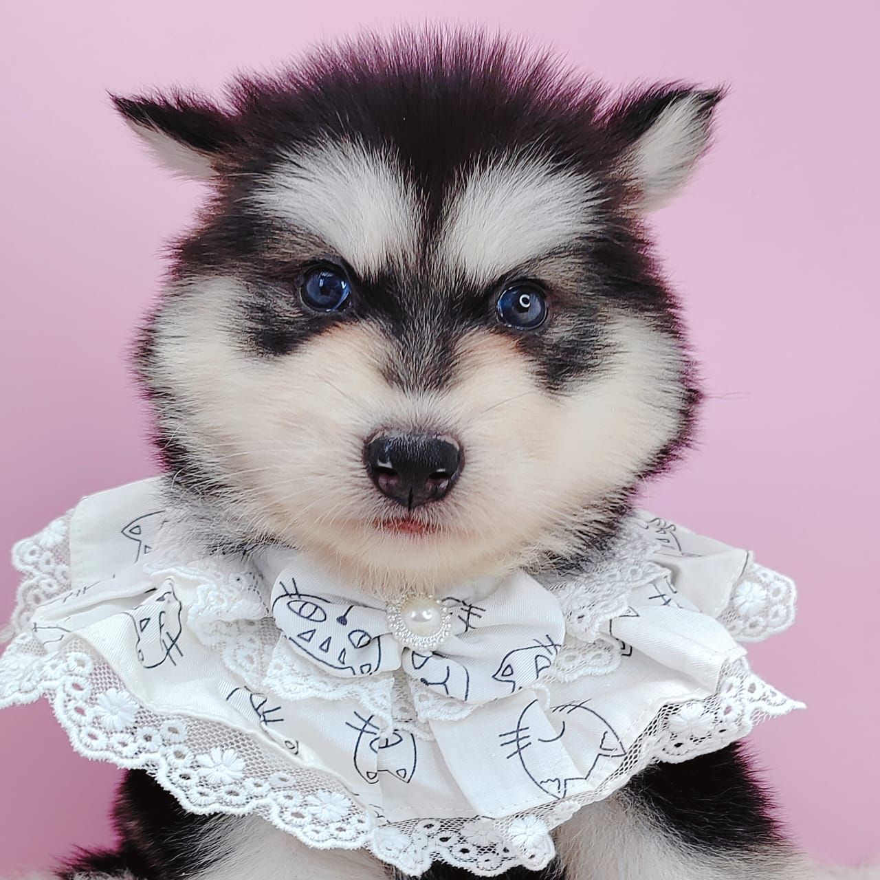 Wooly Alaskan 长毛哈士奇