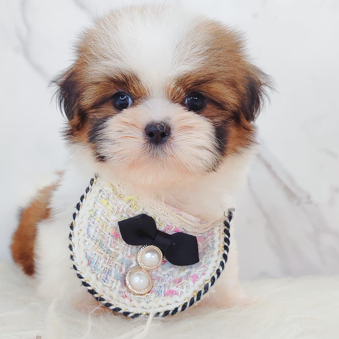 Shih Tzu 西施