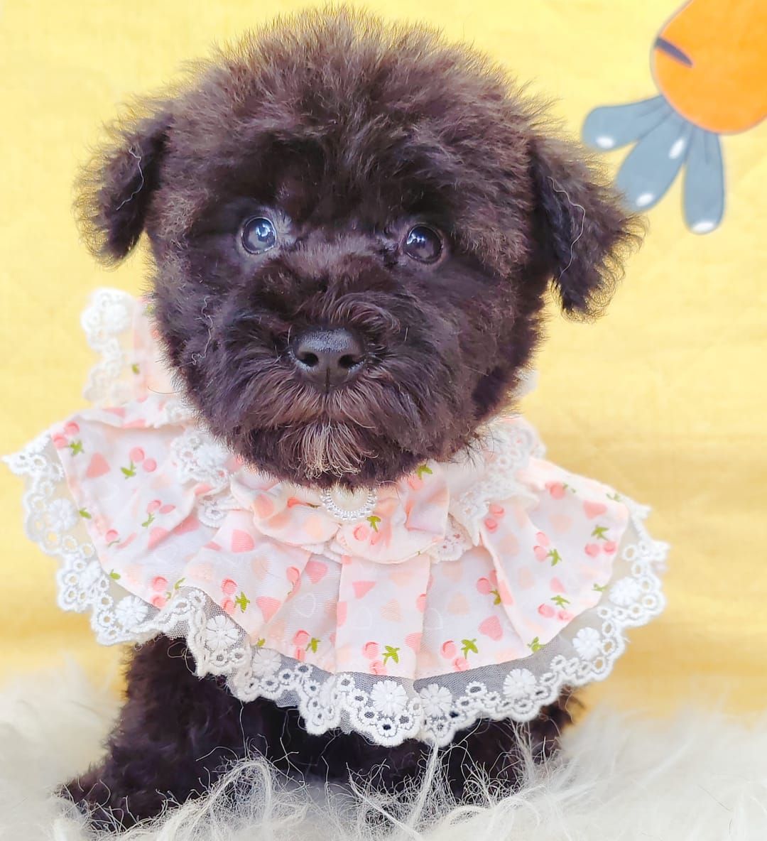 Poodle 娉拌开璐靛