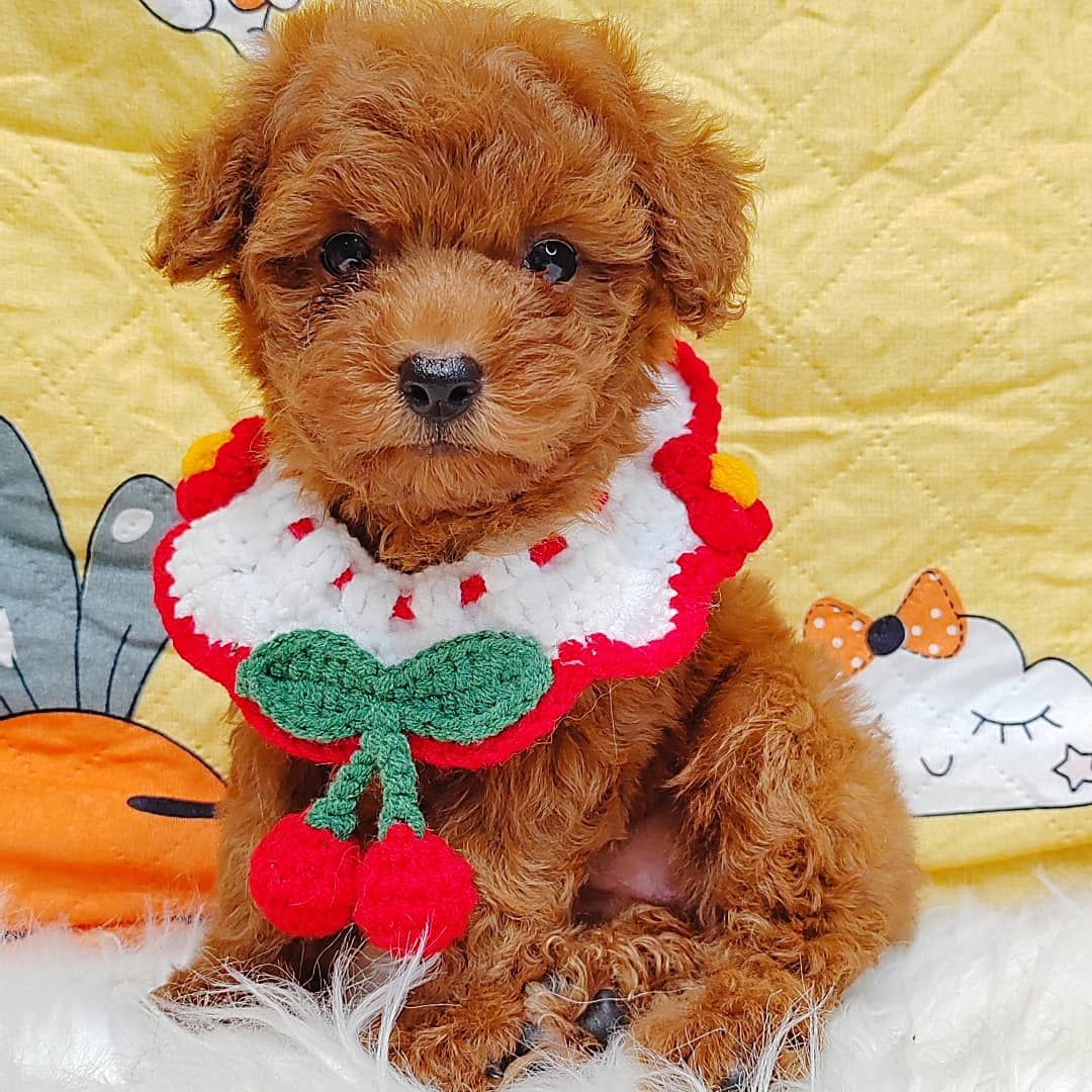 Poodle 娉拌开璐靛