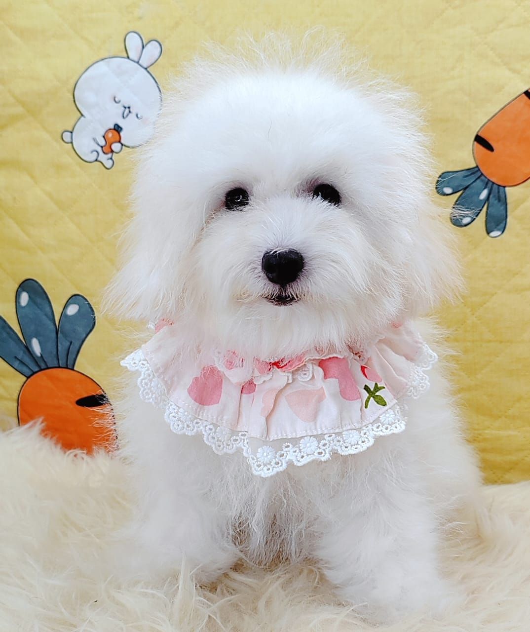 Poodle 娉拌开璐靛