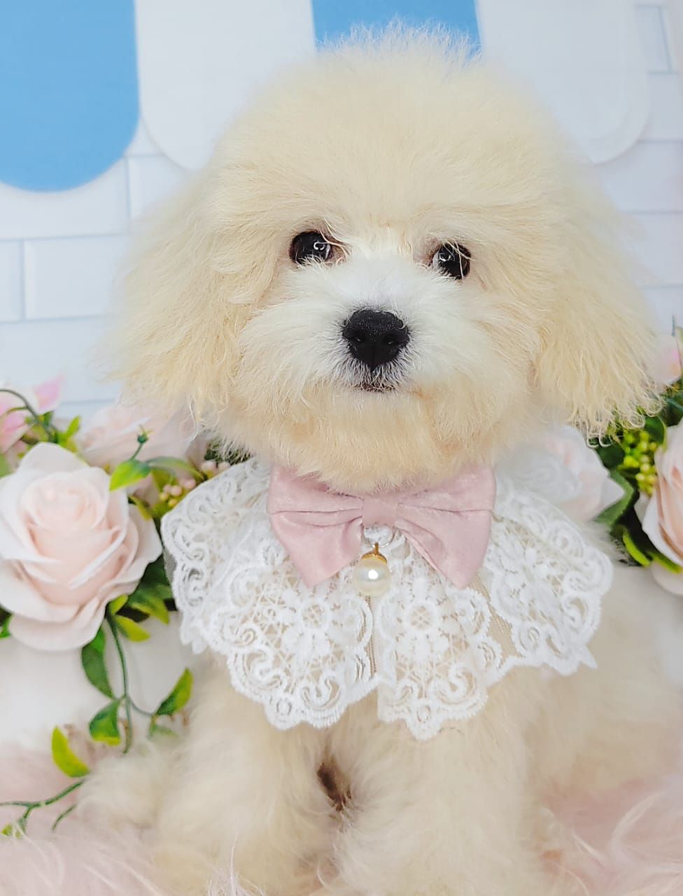 Maltipoo 马尔泰迪