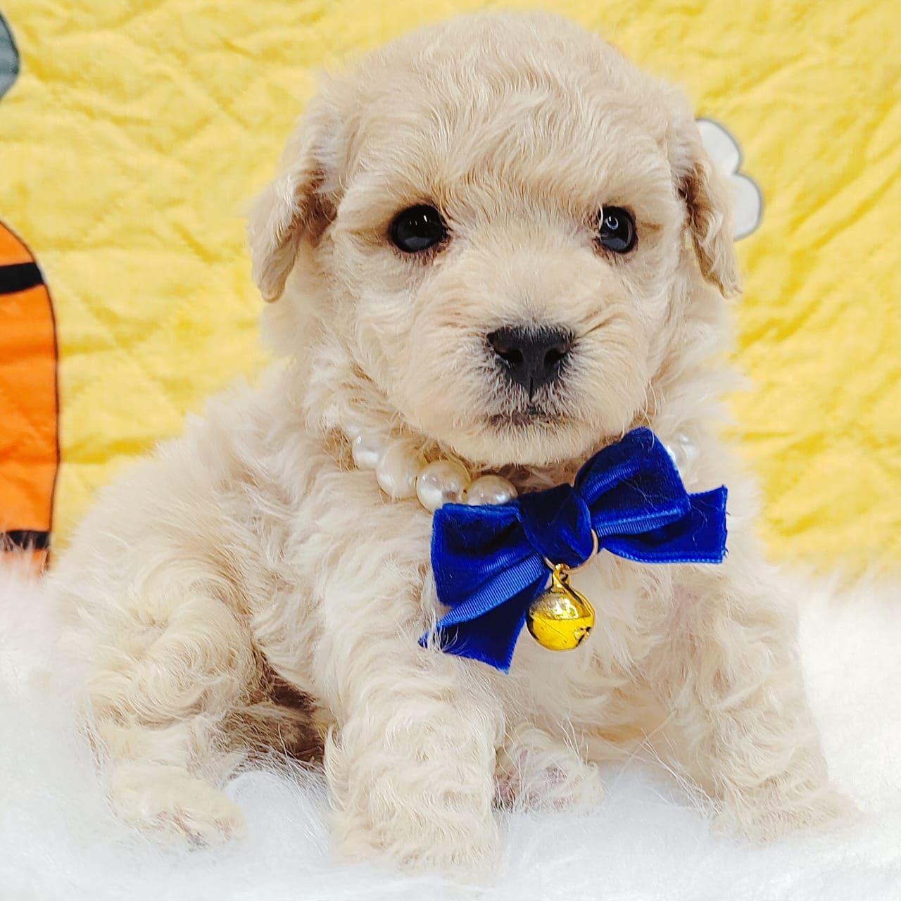 Maltipoo 马尔泰迪
