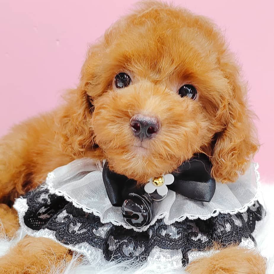 Poodle 娉拌开璐靛