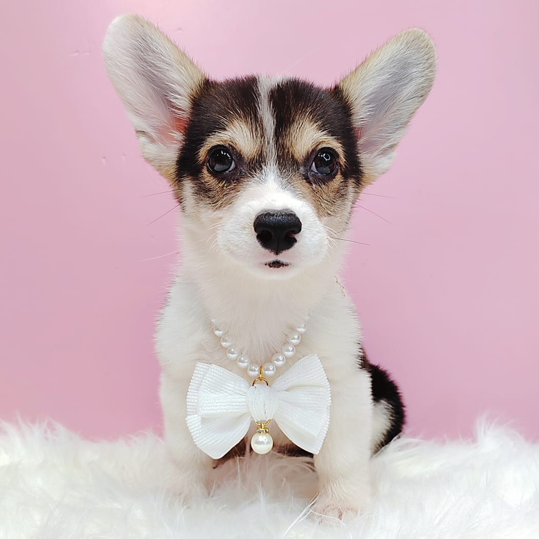 Corgi 柯基