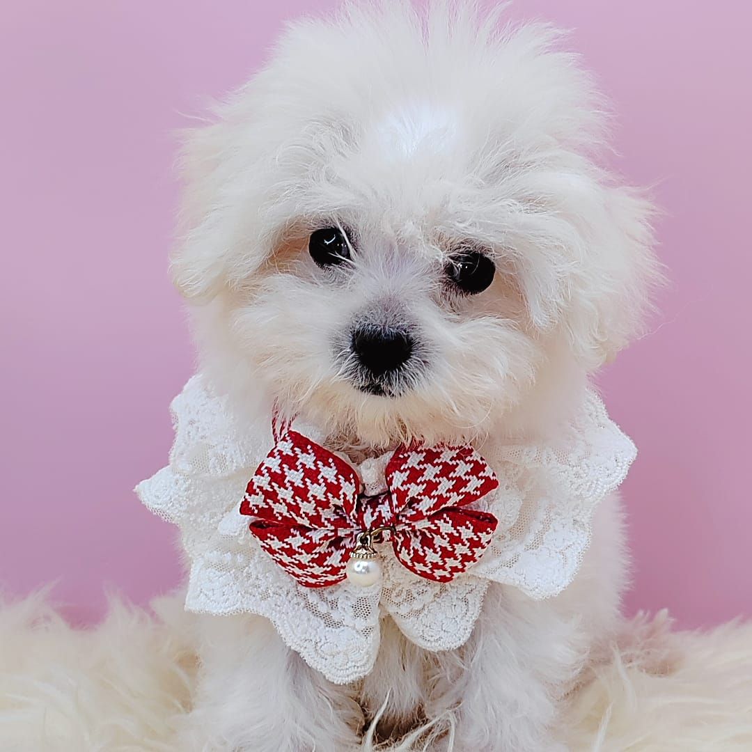  Bichon Frise 比熊