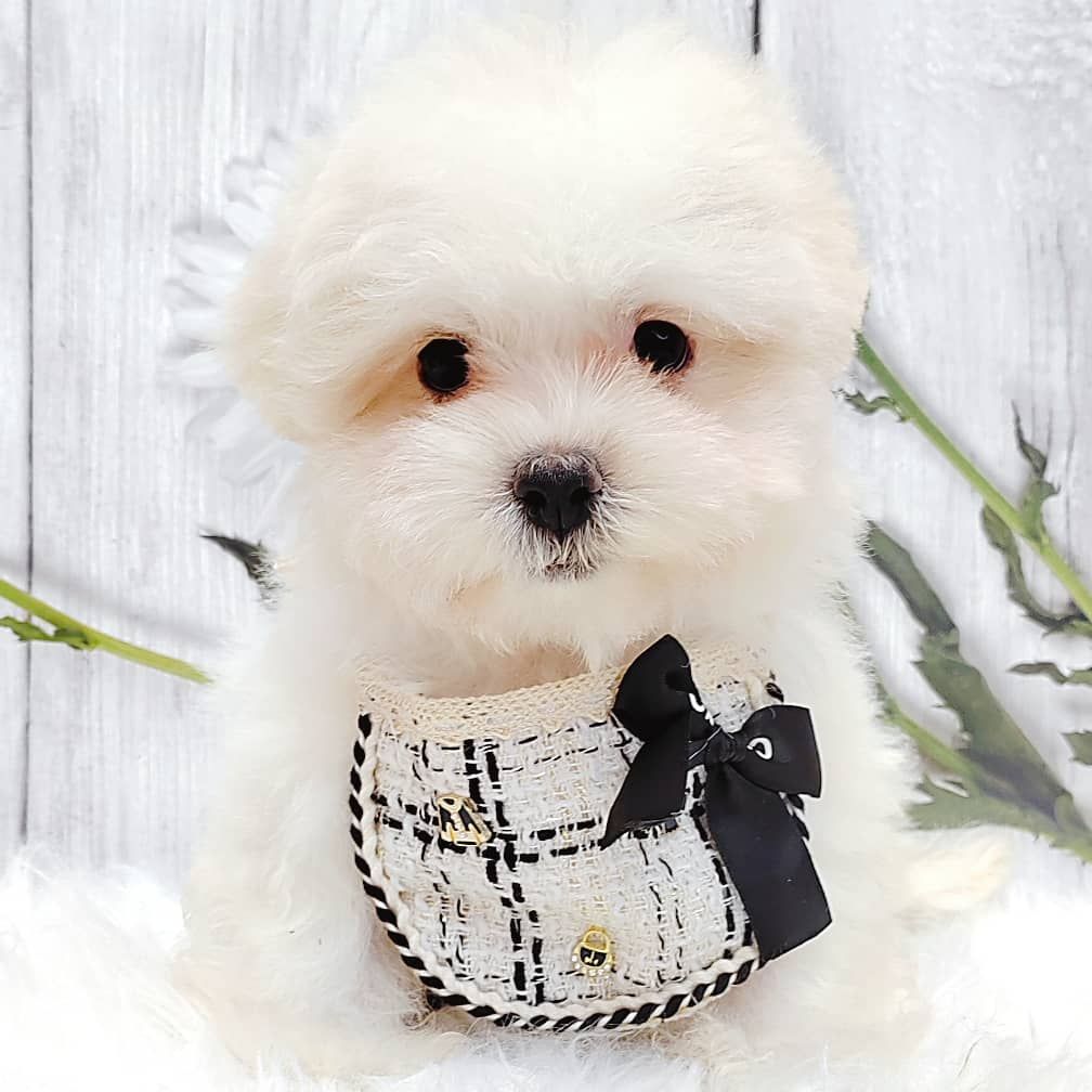 Maltipoo 马尔泰迪