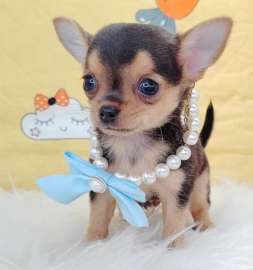Chihuahua 吉娃娃