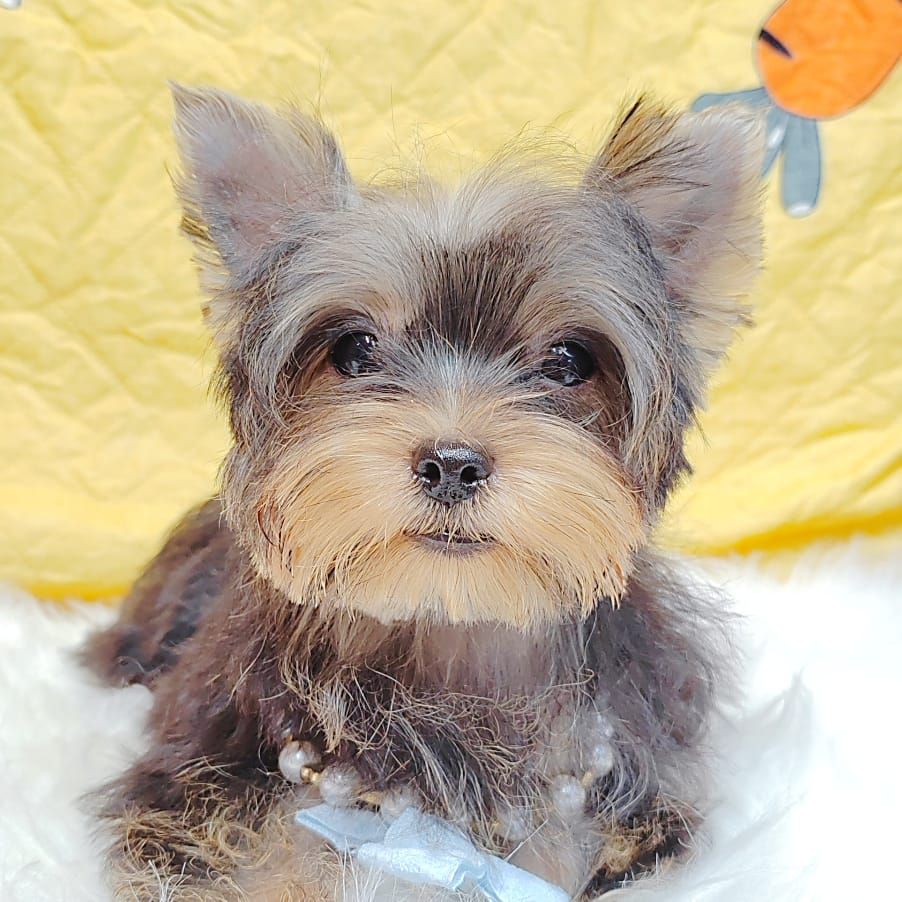 Yorkshire Terrier 约克夏