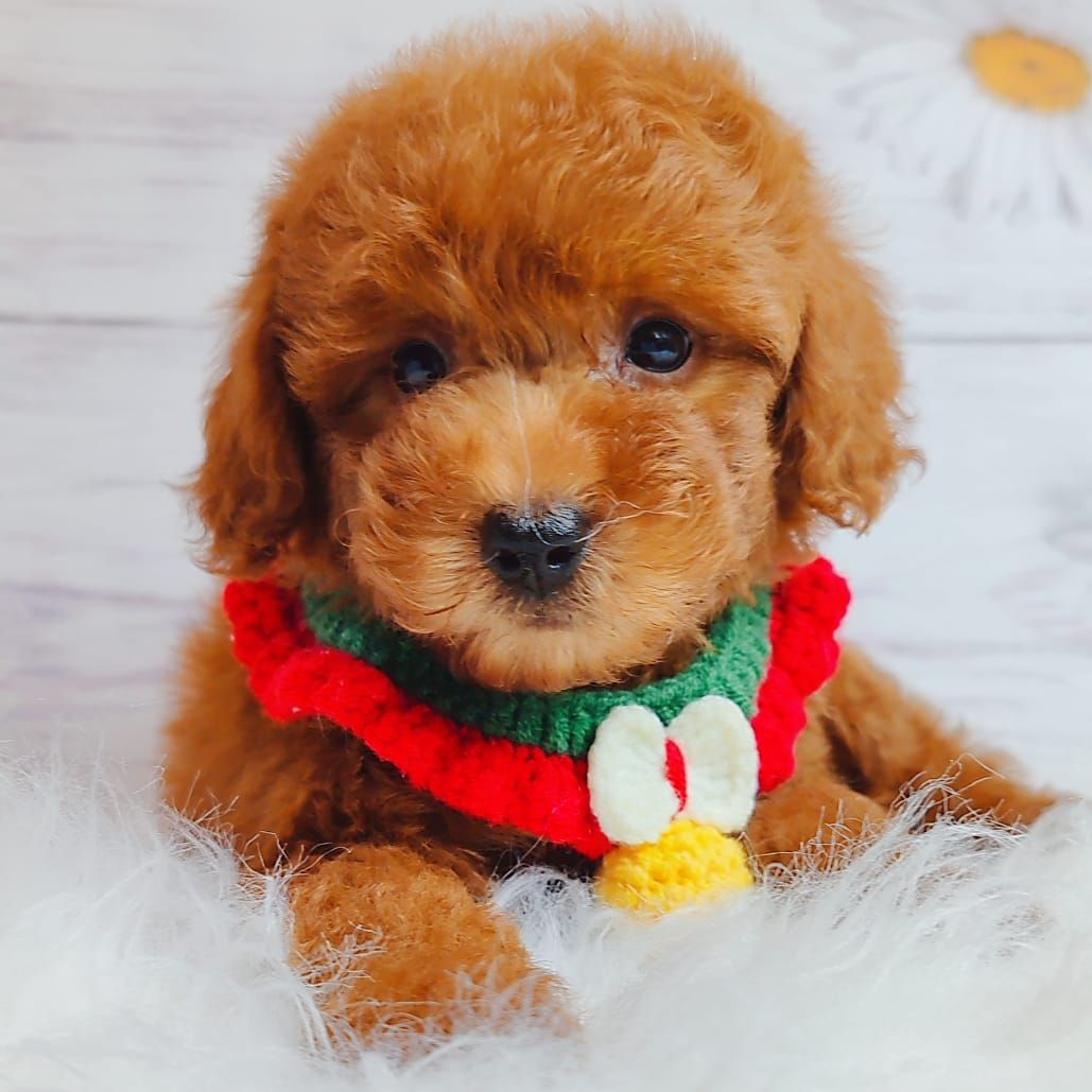 Poodle 娉拌开璐靛
