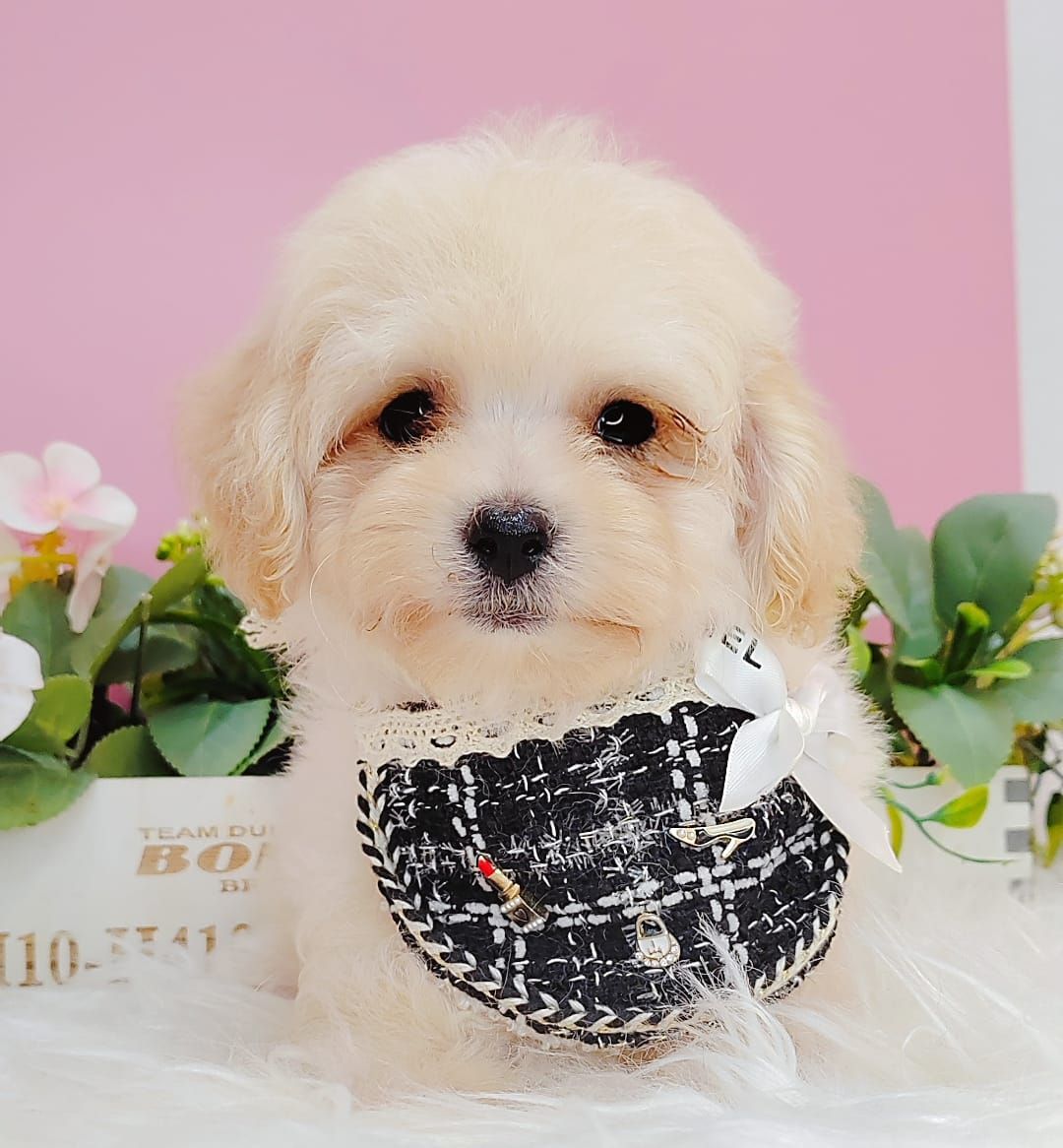Poodle 娉拌开璐靛