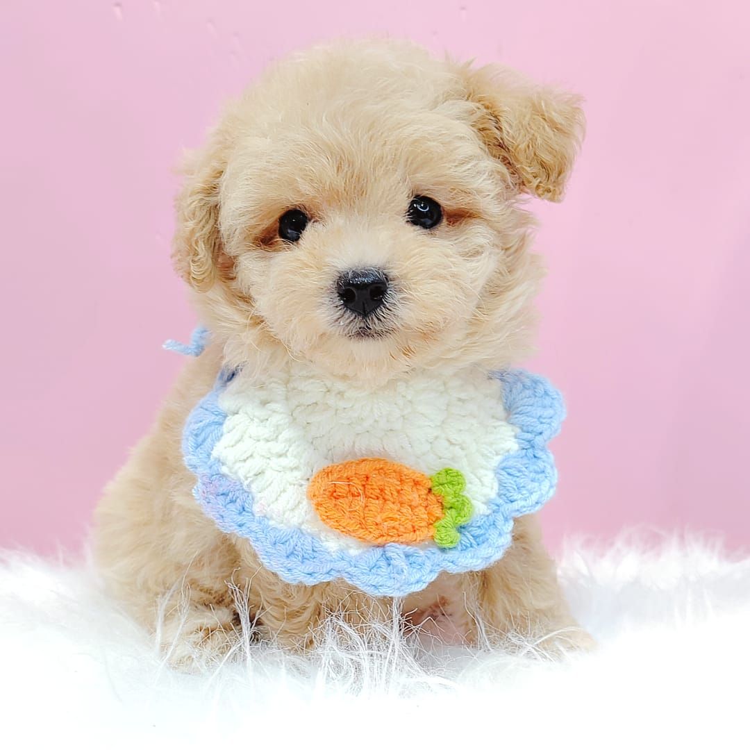 Maltipoo 马尔泰迪