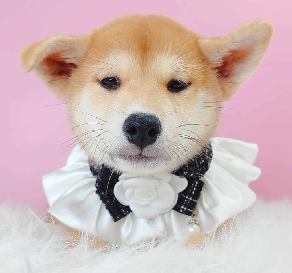 Shiba Inu 柴犬