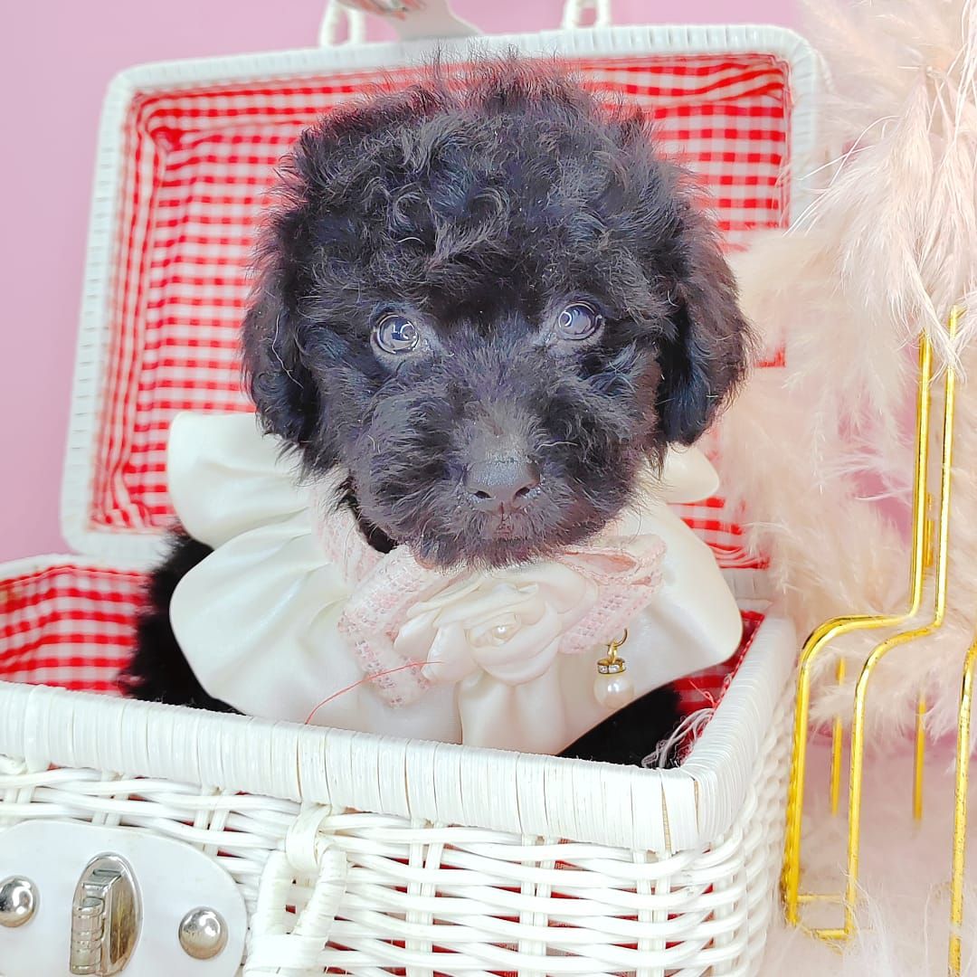 Poodle 娉拌开璐靛