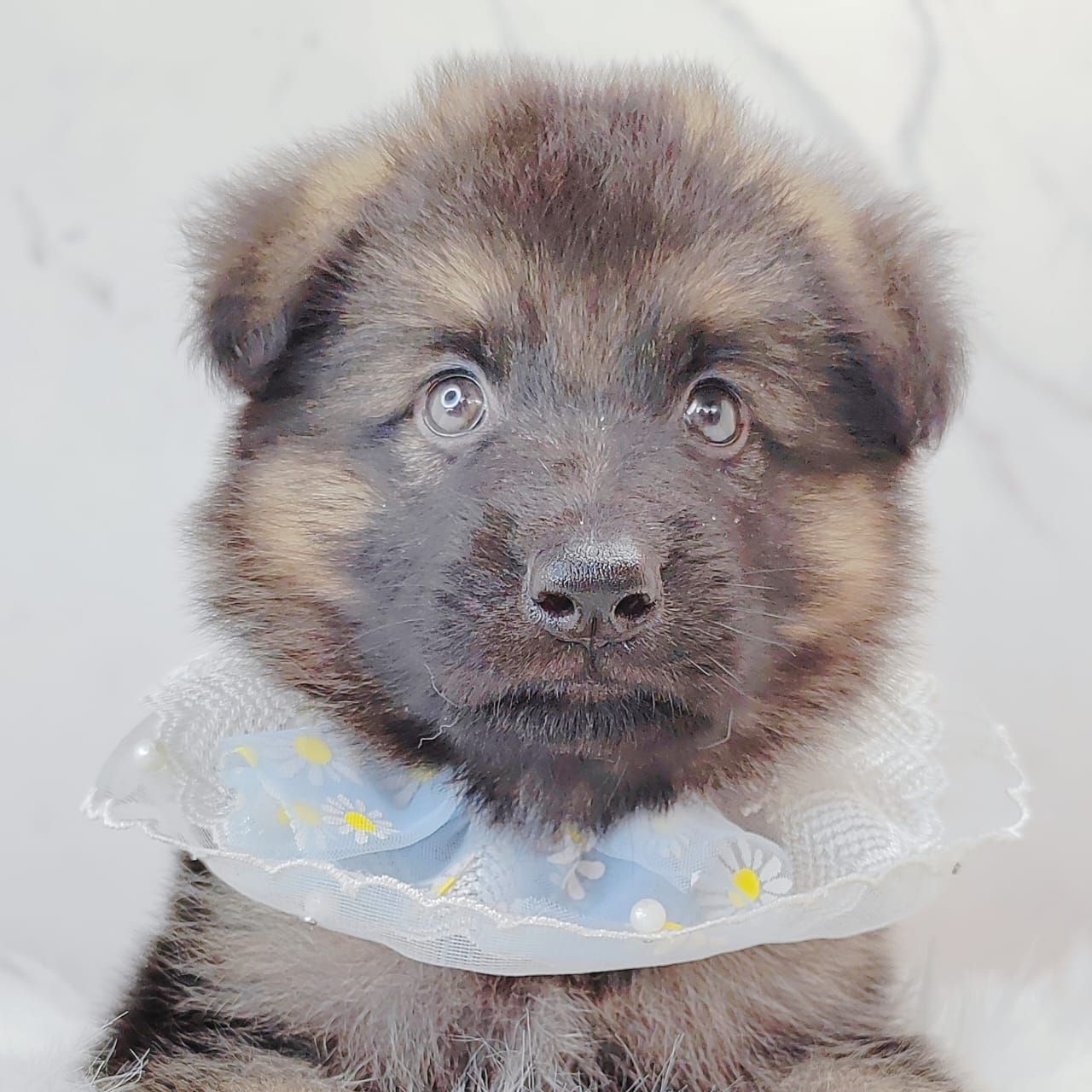 German Shepherd 德国牧羊犬