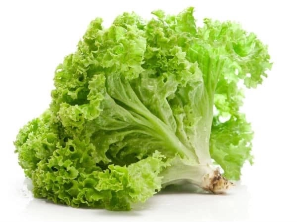 Lettuce 生菜