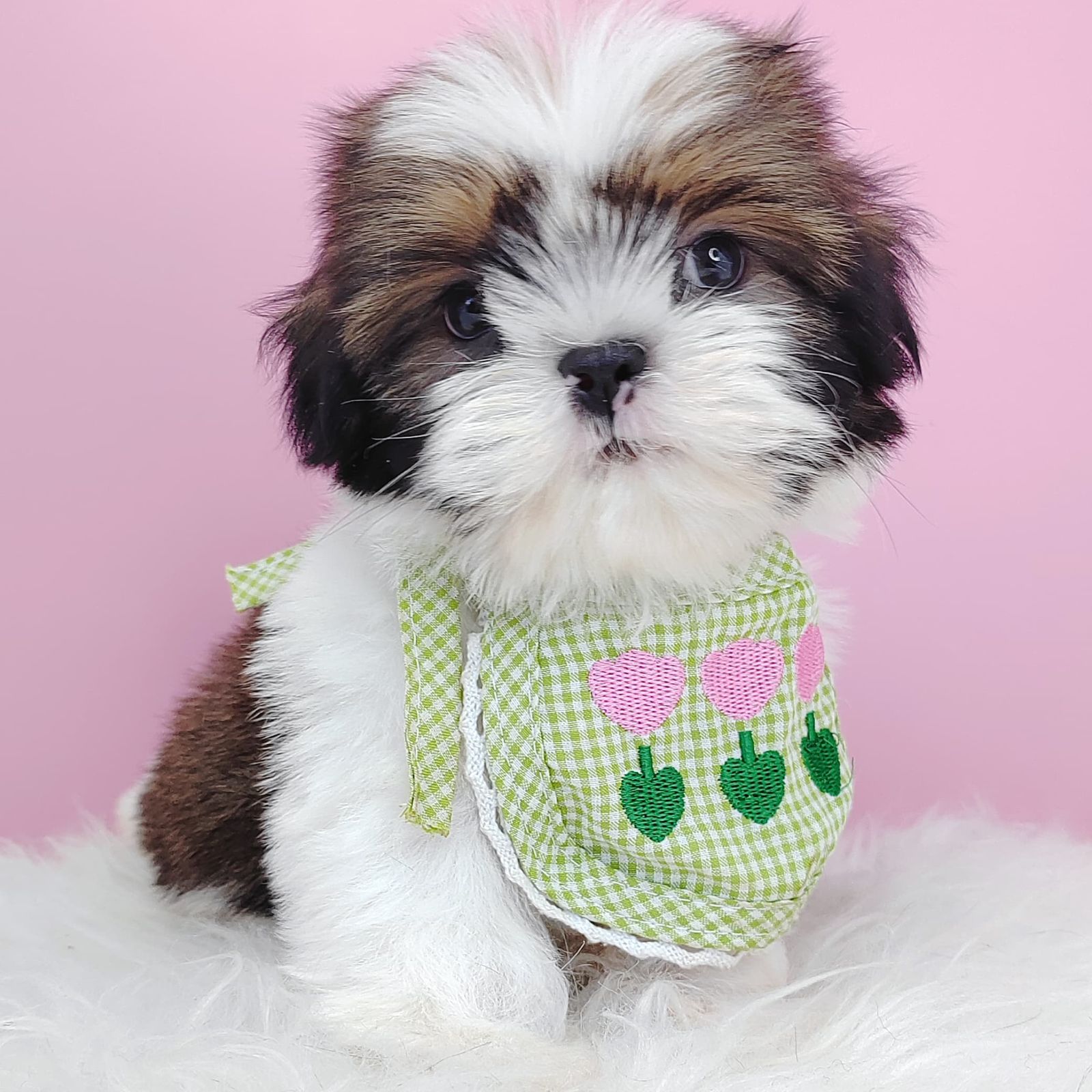 Shih Tzu 西施