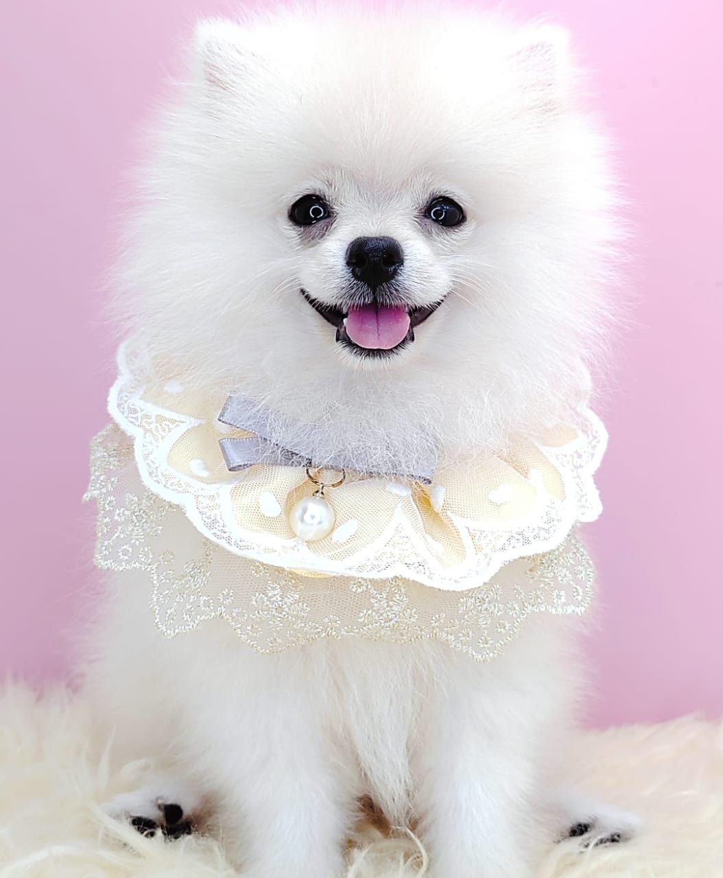  Pomeranian 博美