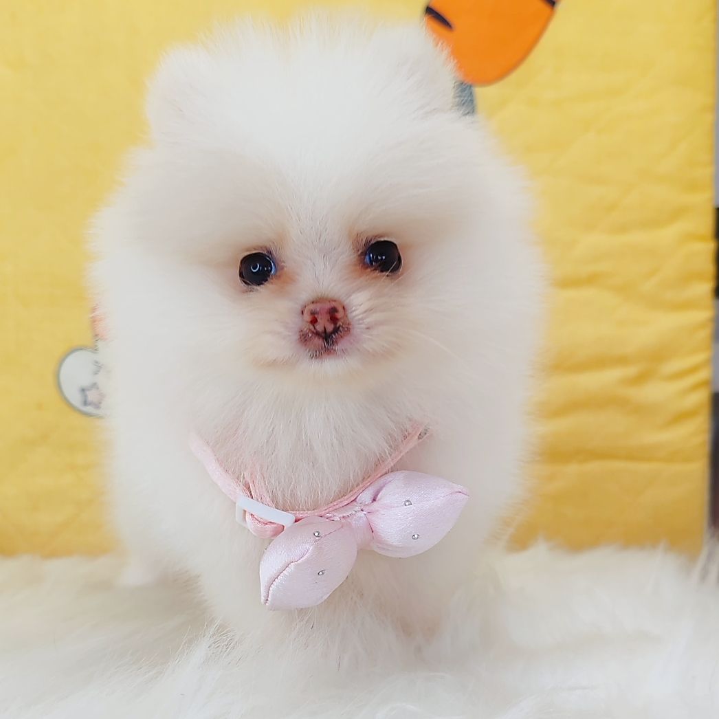 Pomeranian 博美